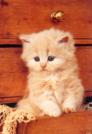 le petit chat